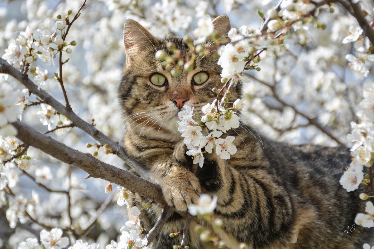 Картинки весенние красивые веселые. Кошки весной. Весенняя кошка.