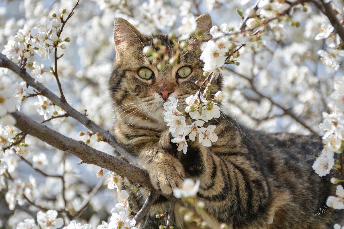 Весенние коты картинки