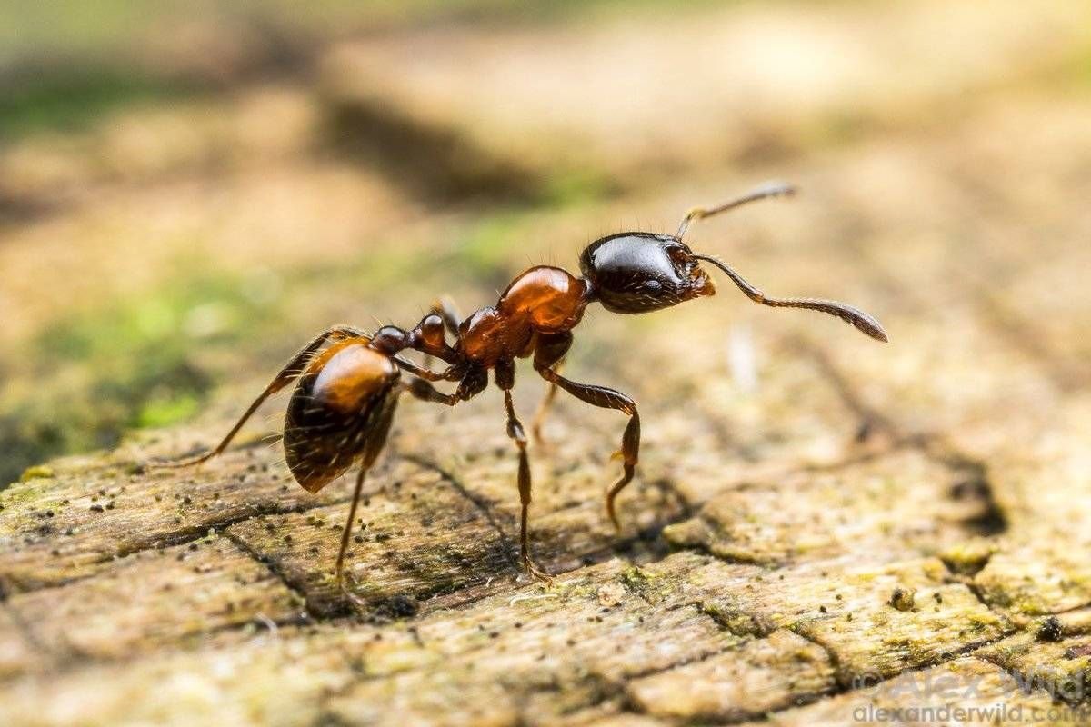 Муравьиное царство. Рыжий Лесной муравей (Formica Rufa). Муравей рыжий отряд Перепончатокрылые. Фараоновые муравьи. Черноголовый Лесной муравей.