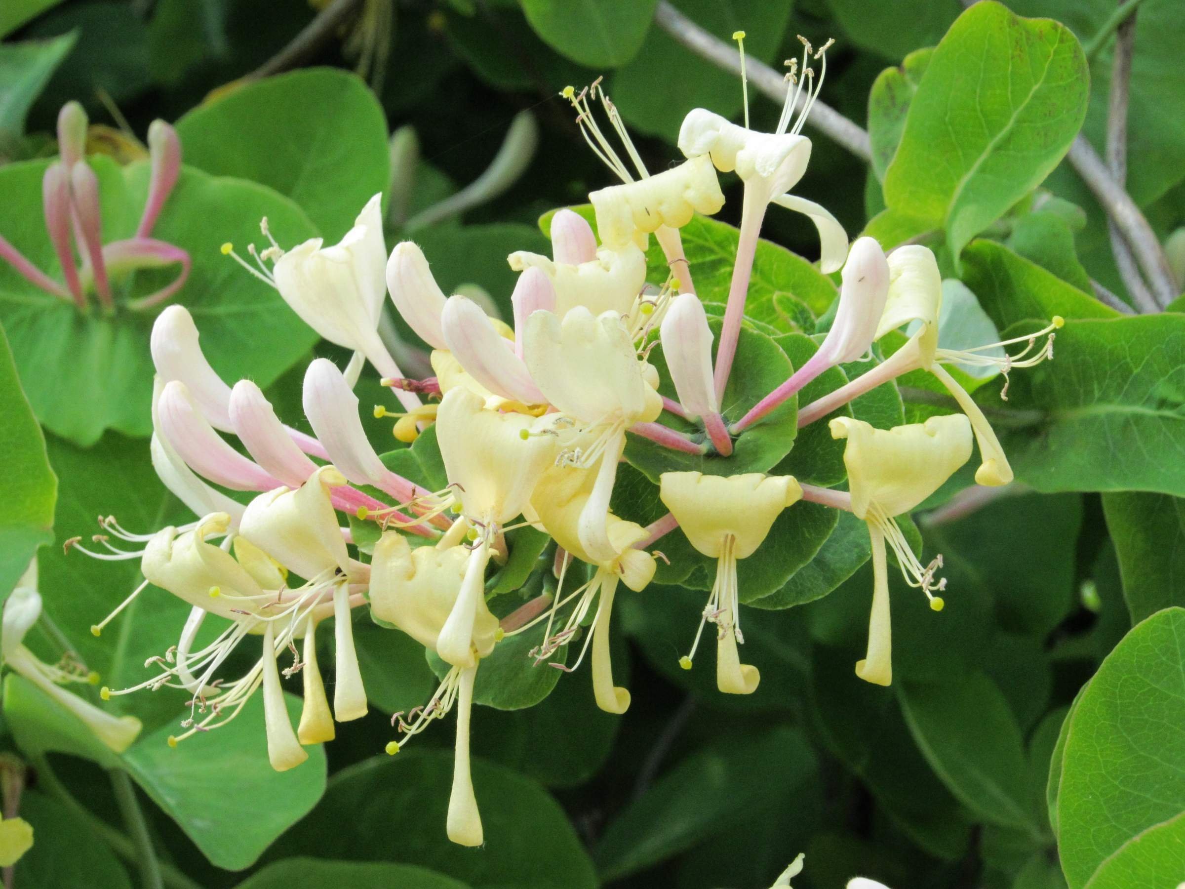 Каприфоль размножение. Lonicera caprifolium. Жимолость каприфоль ягоды.