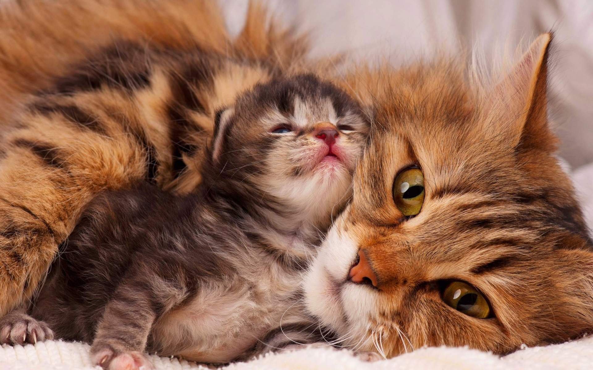 Кот кошка и котенок картинки