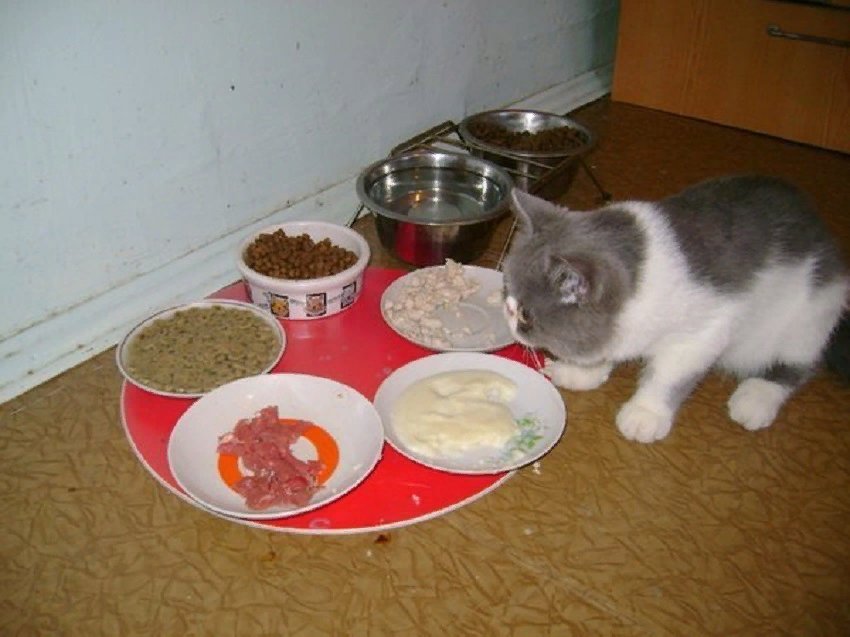 Можно ли кормить котенка взрослым кормом. Еда для кошек. Еда для котят. Питание домашней кошки. Натуральная еда для котят.