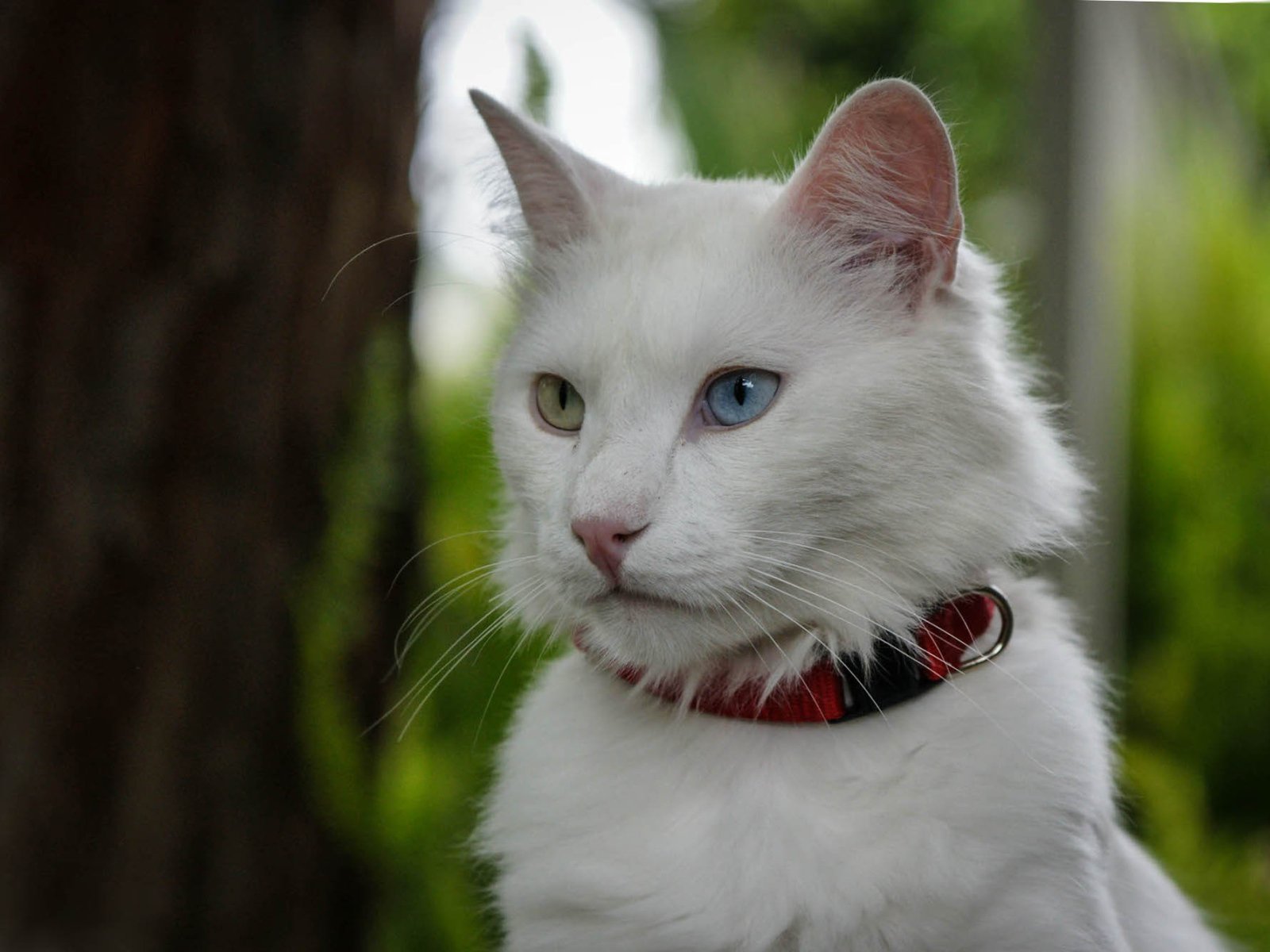 Как называется белая порода кошек. Турецкая ангора кот. Ангорская кошка турецкая ангора. Турецкая ангора белая. Турецкая ангора кот белый.
