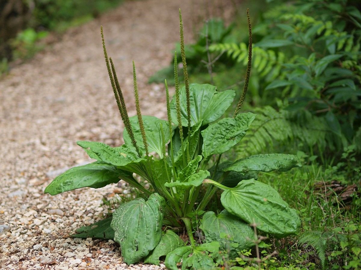 Травянистое растение фото. Plantago Major. Подорожник Луговой. Подорожник большой. Подорожник обыкновенный.