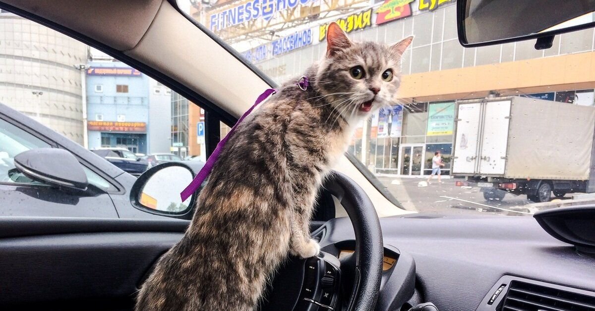 Car cats. Кот за рулем. Кошка в машине. Кошки рулят. Котики в машине за рулем.