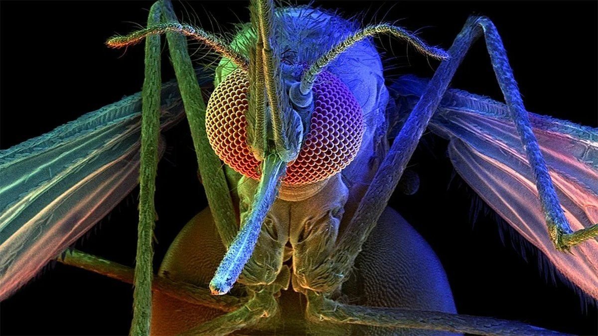 Хобот комара под микроскопом