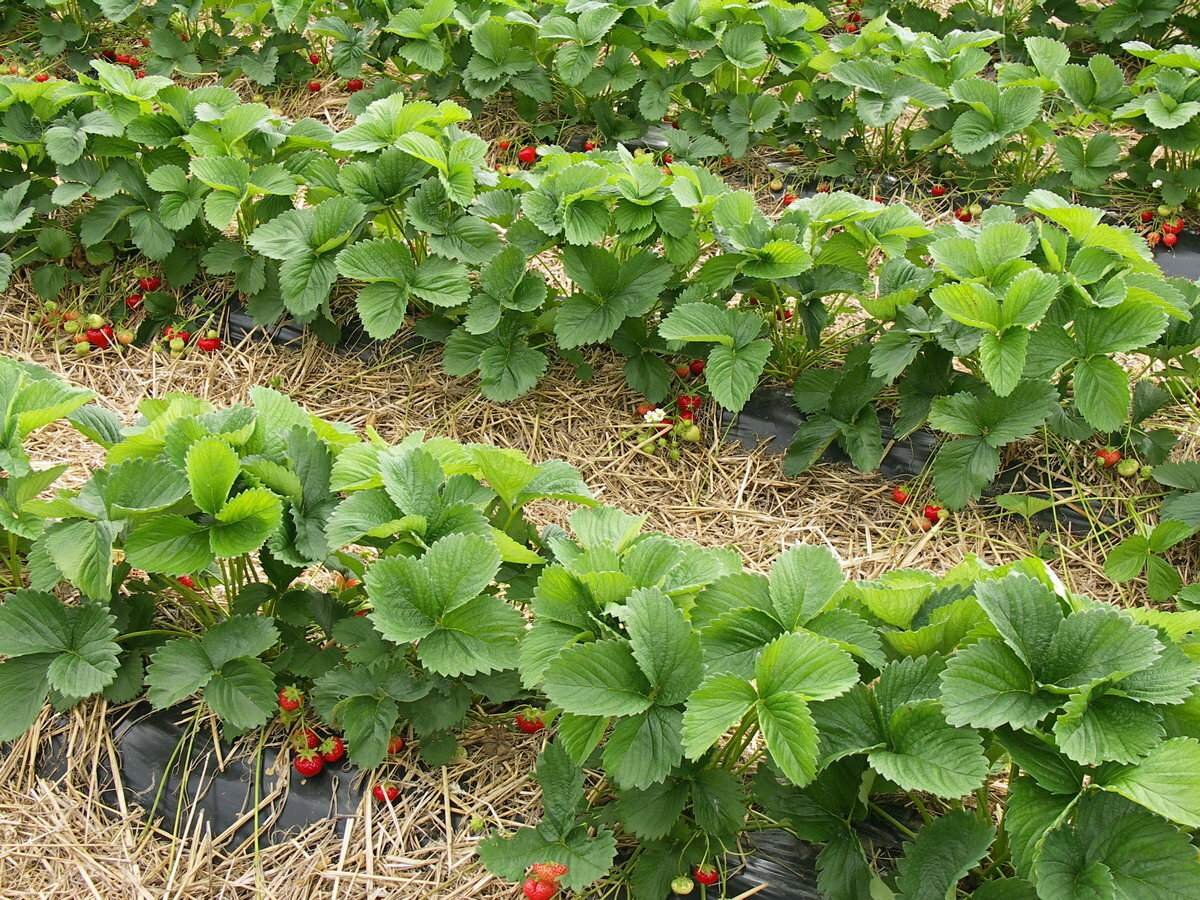 огород картошка посадка. порядок посадки картофеля. томаты на грядке. ширина грядки для клубники в 2 ряда. огород без сорняков.