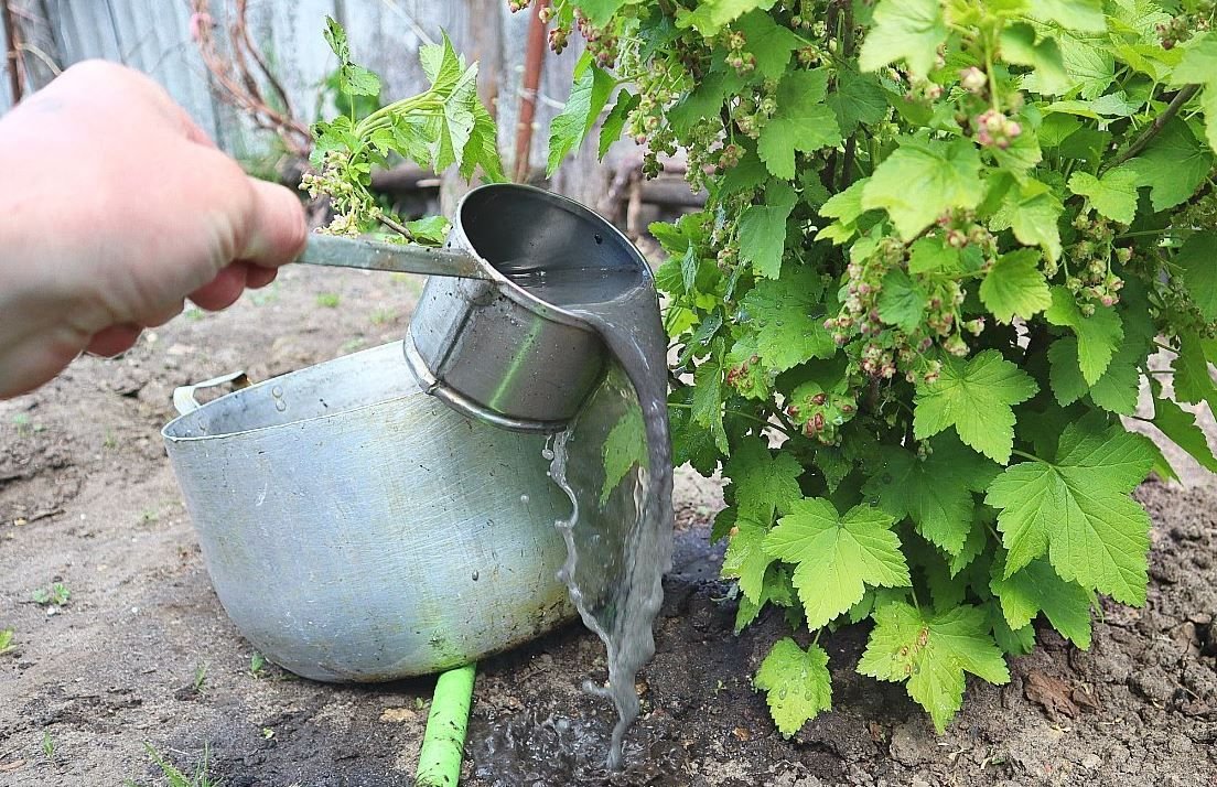 Подкормка крыжовника в июне. Куст смородины пожухли. Подкормка смородины. Полив кустарников. Подкормка смородины в июне.