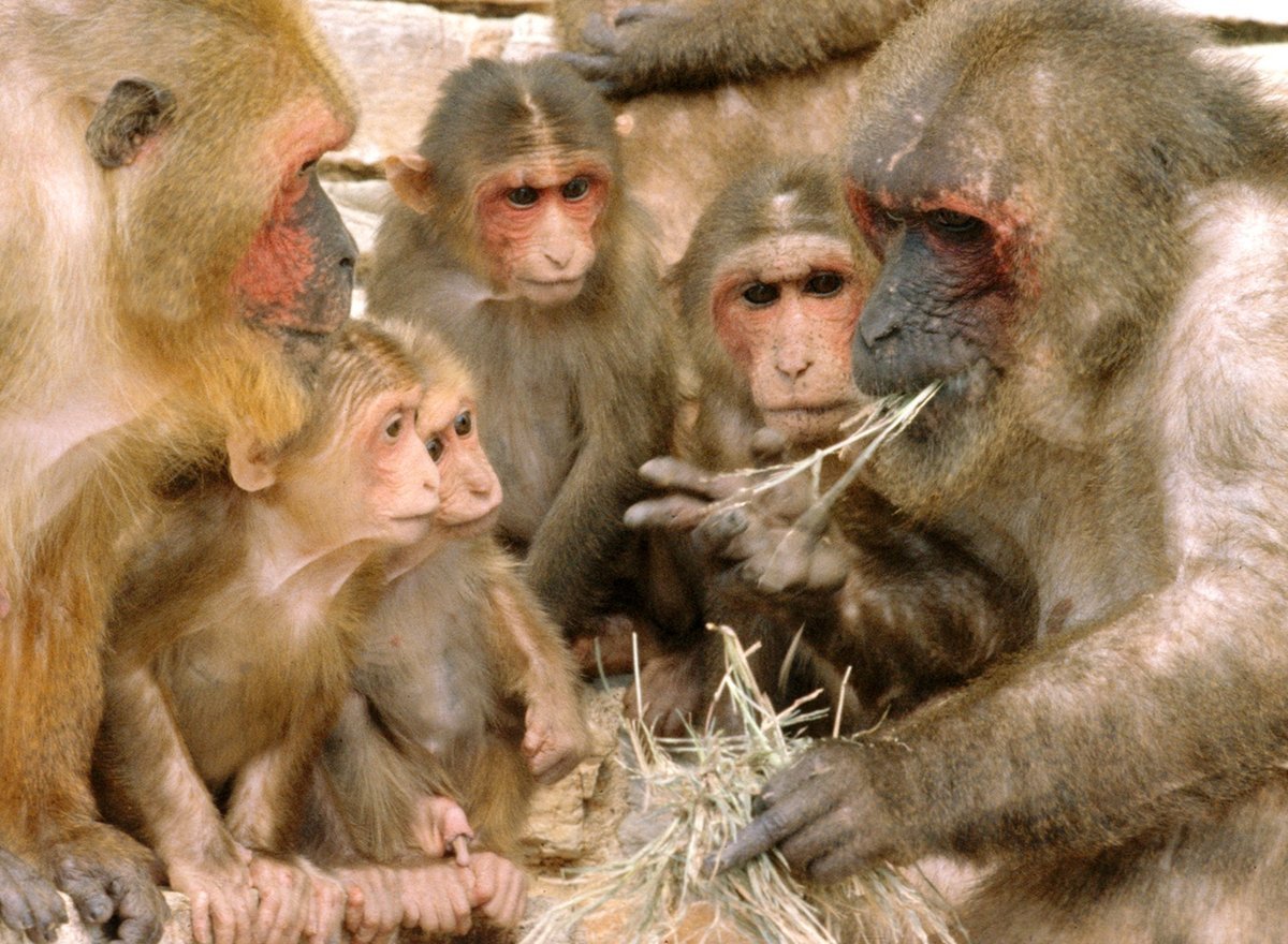 Толпа обезьян фото