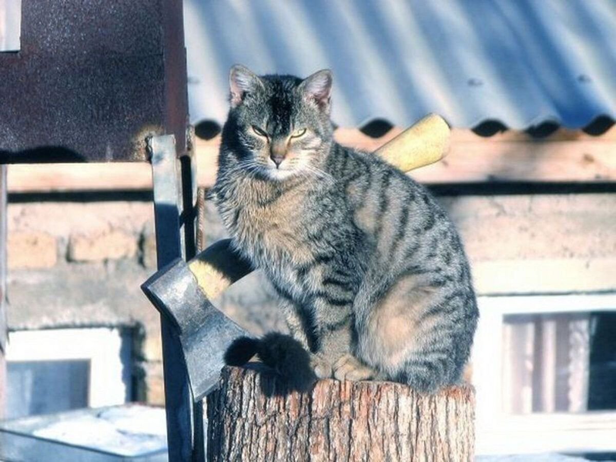 Суровые челябинские коты