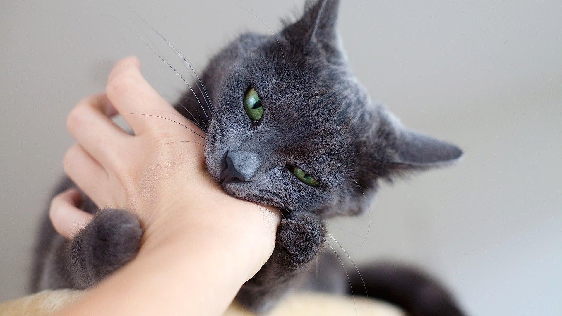 Картинки кошка кусается