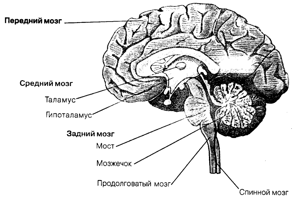 К какому отделу относится головной мозг. Схема строения отделов головного мозга. ЦНС головной мозг строение. Головной мозг строение анатомия схема. Спинной продолговатый и промежуточный мозг.