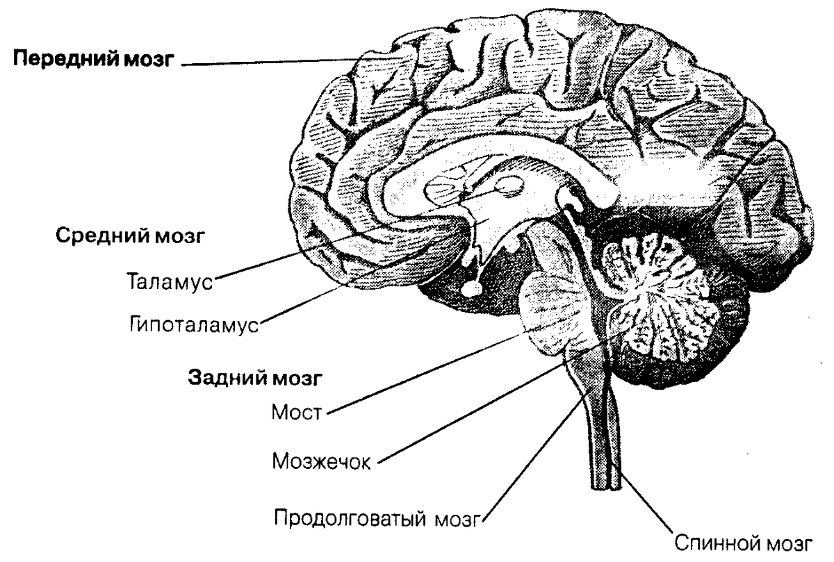 Передний мозг рисунок