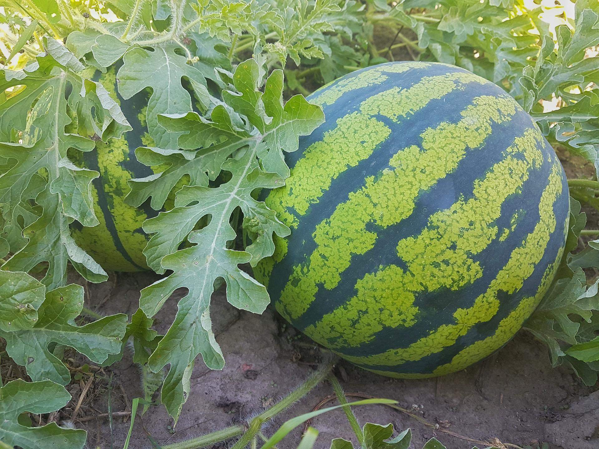 Бахчевые культуры растений