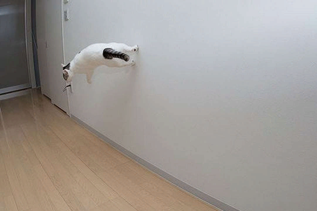 Зачем сбежала. Кот бегает по стенам. Коты бегающие по стенам. Кот бежит по стене. Бегать по стенам.
