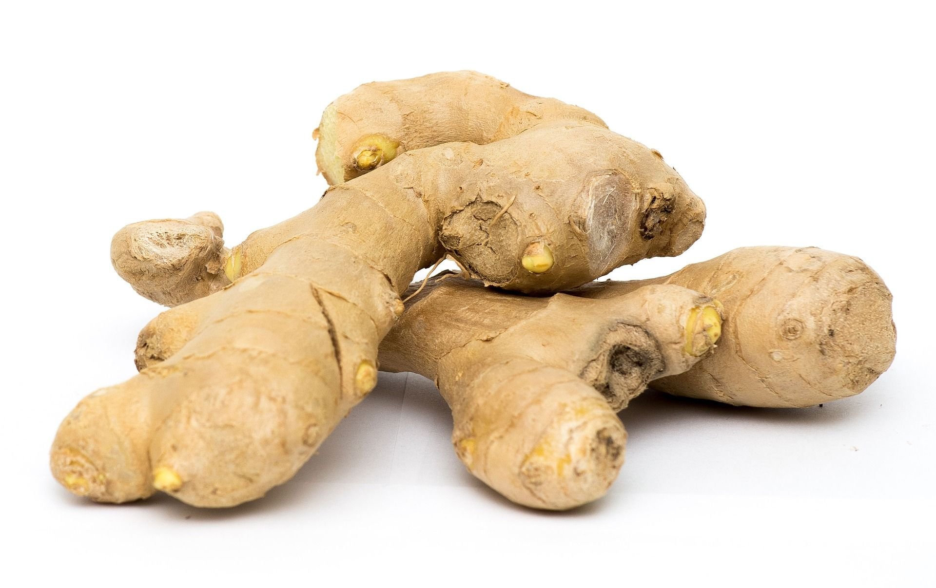 Zingiber officinale