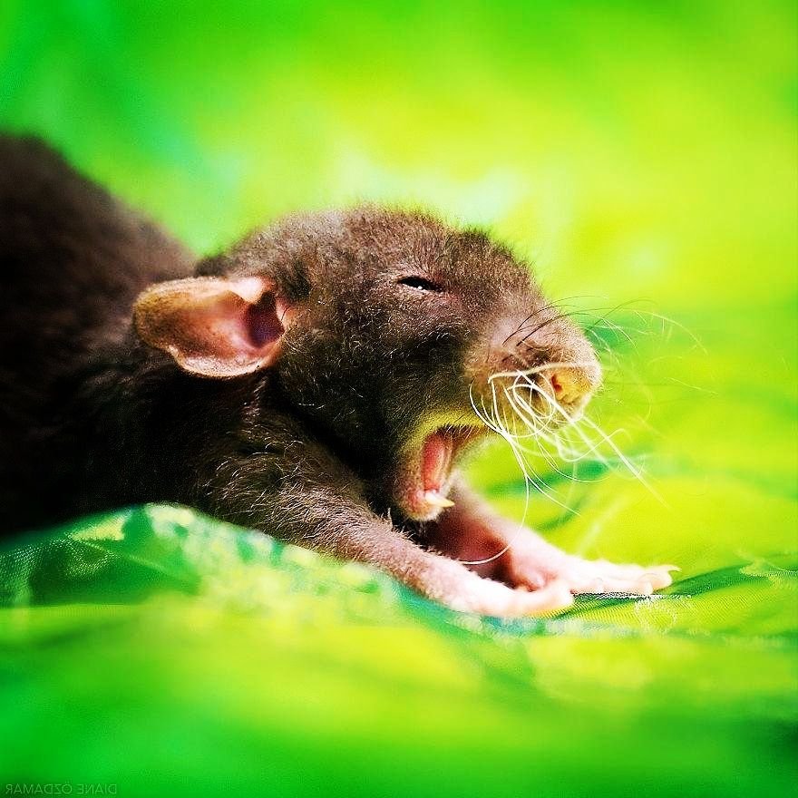 язык грызунов