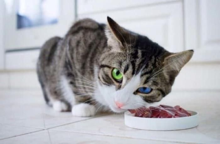 Можно ли давать котам куриную печень. Можно ли давать котам куриную печень. Котенок с сыром. Можно ли давать котам куриную печень. Можно ли давать котам куриную печень.