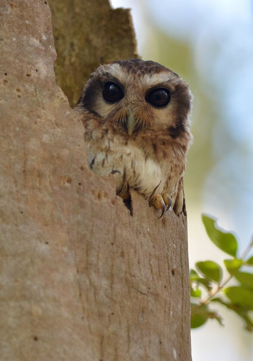 Featherless Owl