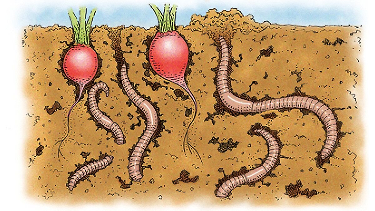 Поставь червяков. Дождевые черви рыхлят почву. Личинки навозных червей.