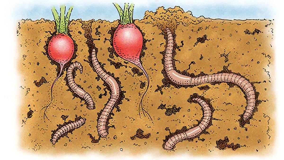 Дождевые черви для растений. Дождевые черви рыхлят землю. Дождевые черви рыхлят почву.