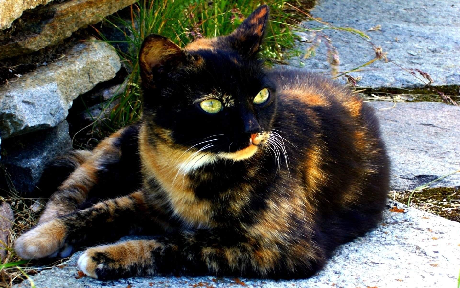 Цвета кошек фото. Черепаховая Калико. Tortoiseshell Cat порода. Египетская черепаховая кошка. Черно рыжая черепаховая кошка.