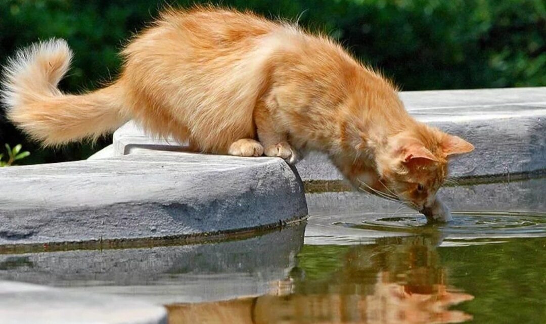 Кошки пьют лапой. Любопытная кошка. Кошка около воды. Кот на бревне. Кот в воде.