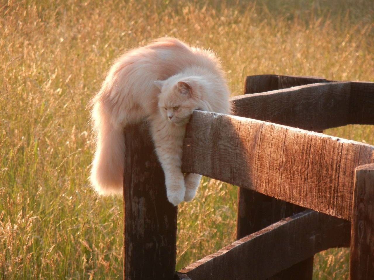 Спящий кот на заборе