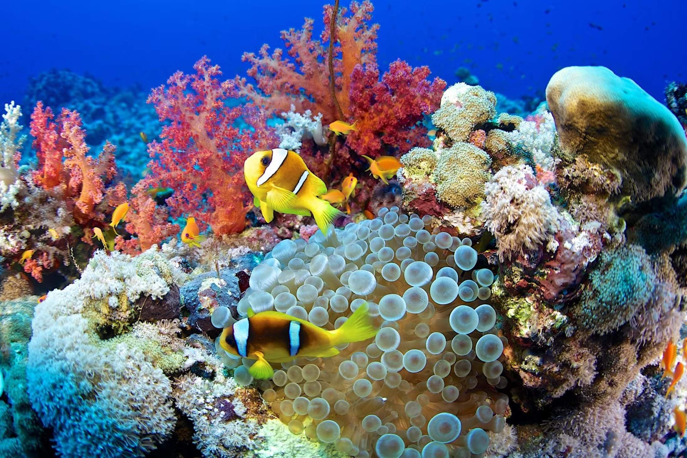 El coral. Коралловый риф Хургада. Коралловый риф в Шарм Эль Шейхе. Кораллы в Хургаде. Коралловые рифы красного моря в Египте.