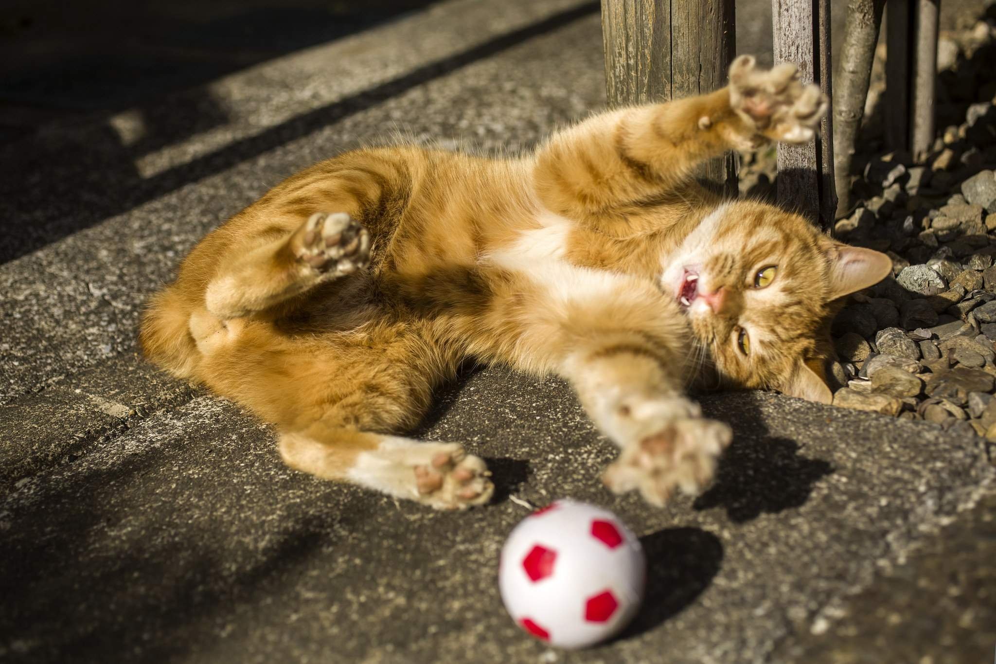 Котята весело играют. Кот играется. Игривая кошка. Котенок с мячиком. Котята играются.