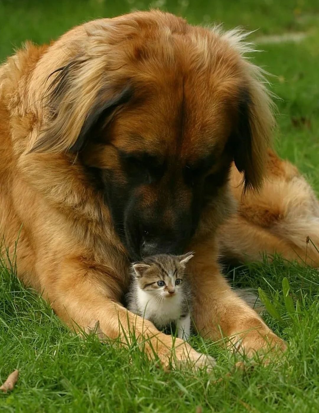 собака и кошка вместе. большие кошки и собаки. сенбернар. породы домашних питомцев.