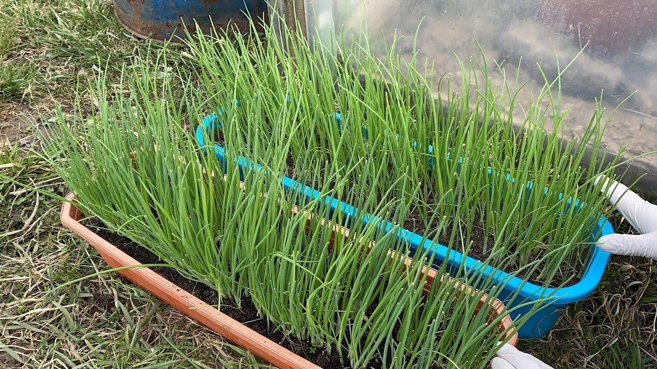 лук эксибишен выращивание из семян когда сажать. эксибишен (эксибишн) лук. лук эксибишен семена. лук эксибишен севок.