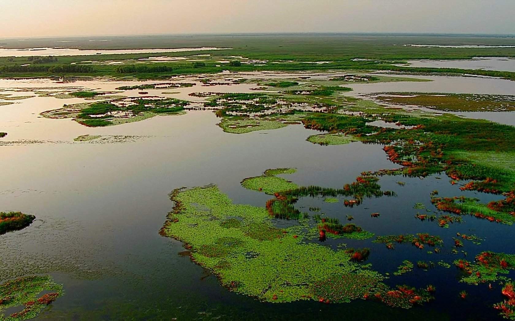 Крупнейшее болото европы. Васюганские болота. Болото Васюганское болото. Болото судд в Южном Судане. Васюганские болота заповедник.
