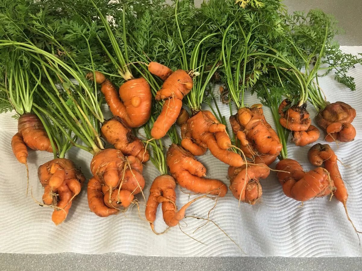 Сколько растет морковь. Морковь. Уродливая морковь. Корявая морковь. Рогатая морковь.