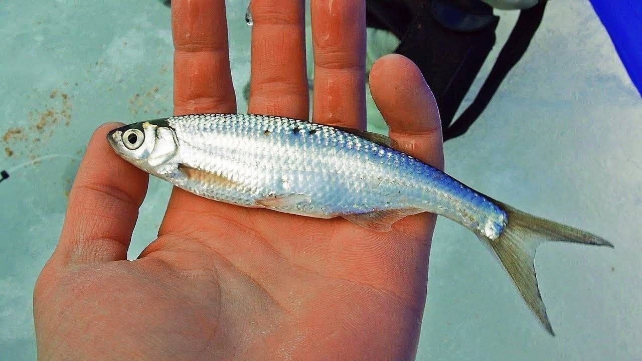 Синтепа рыба фото
