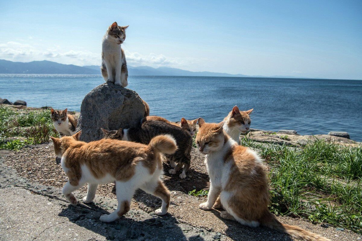 Кошка в купальнике фото