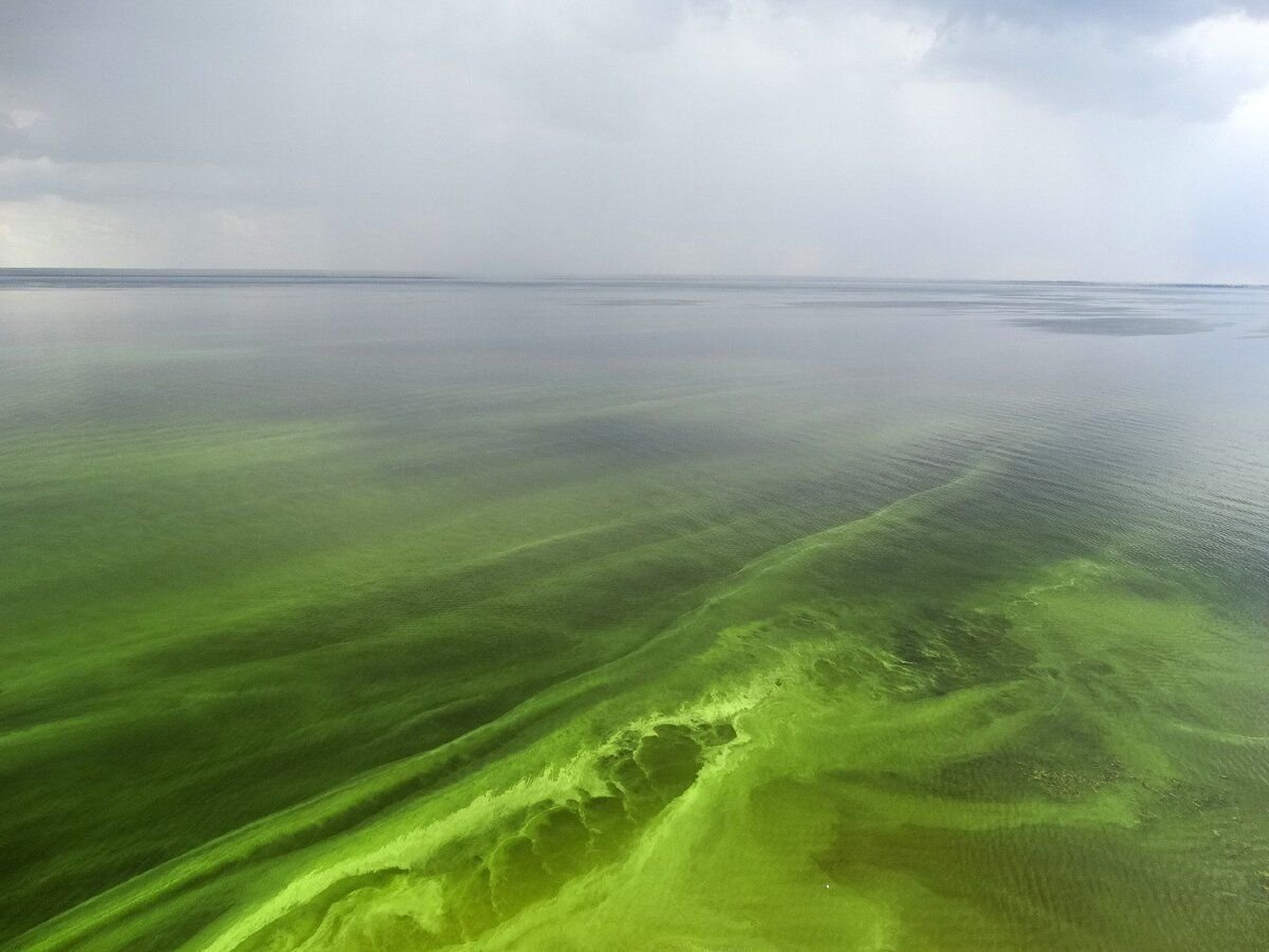 море в зеленом цвете
