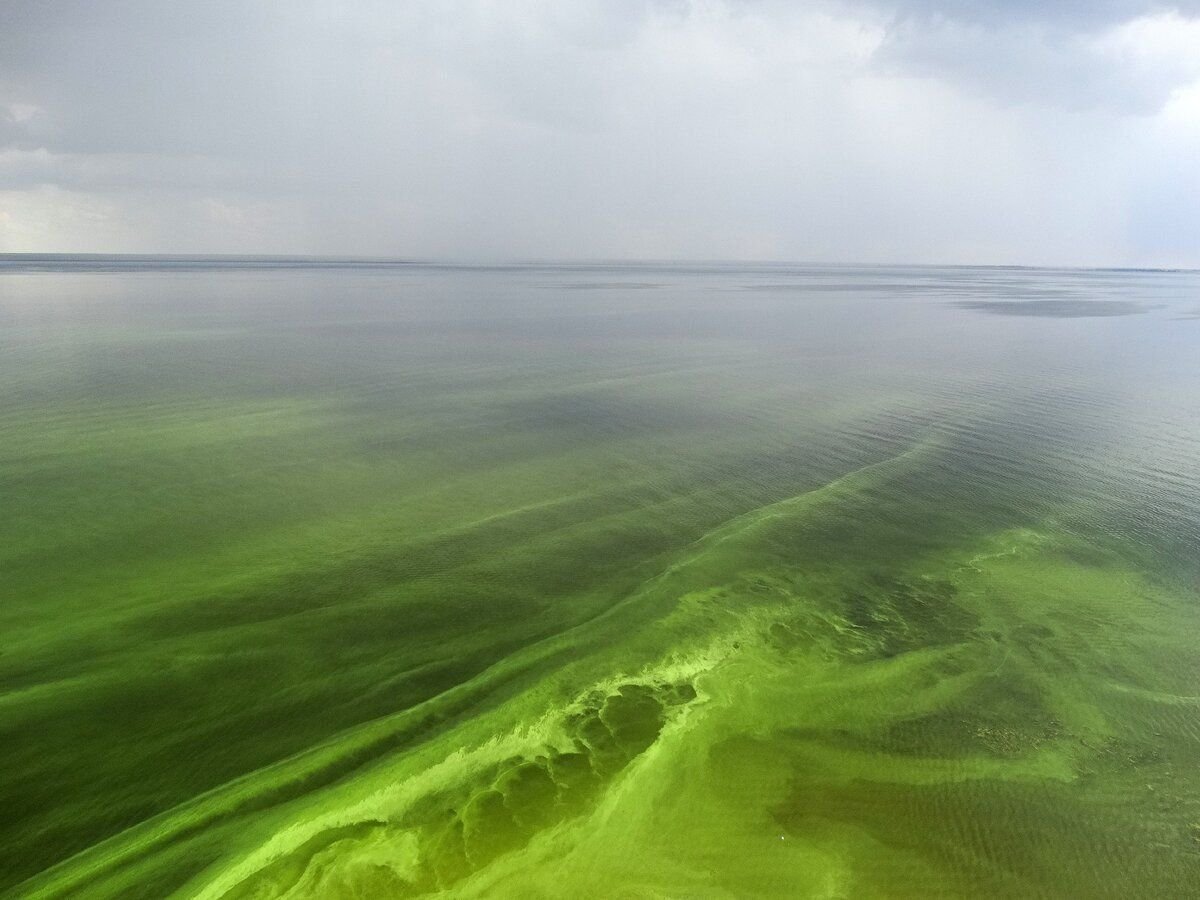 море зеленого цвета