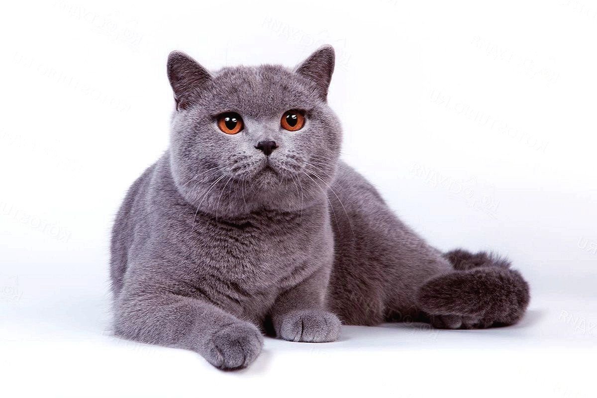 Картинки британских кошек