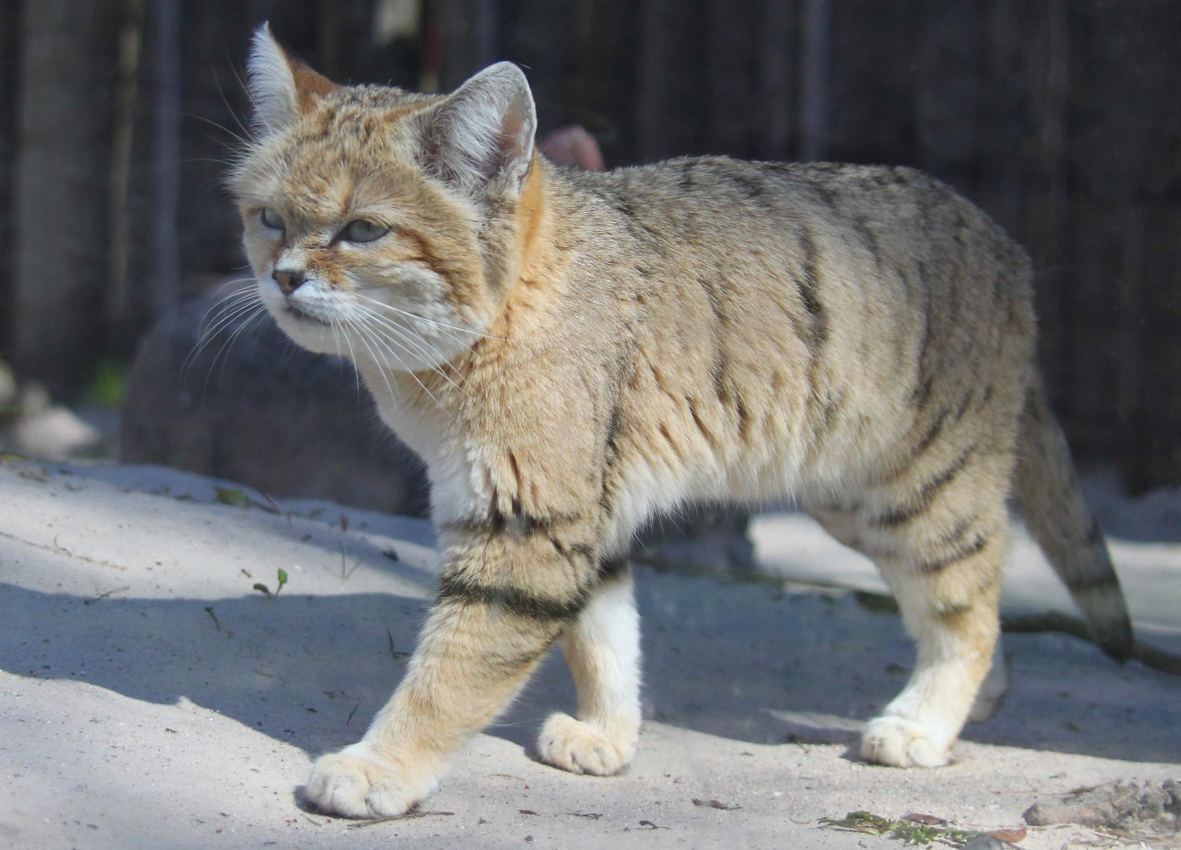 Как выглядит коты фото. Китайская кошка Гобийская серая кошка. Китайская кошка (Felis bieti. Китайская кошка (Гобийская серая кошка) (Felis bieti):. Фелис Маргарита кот.