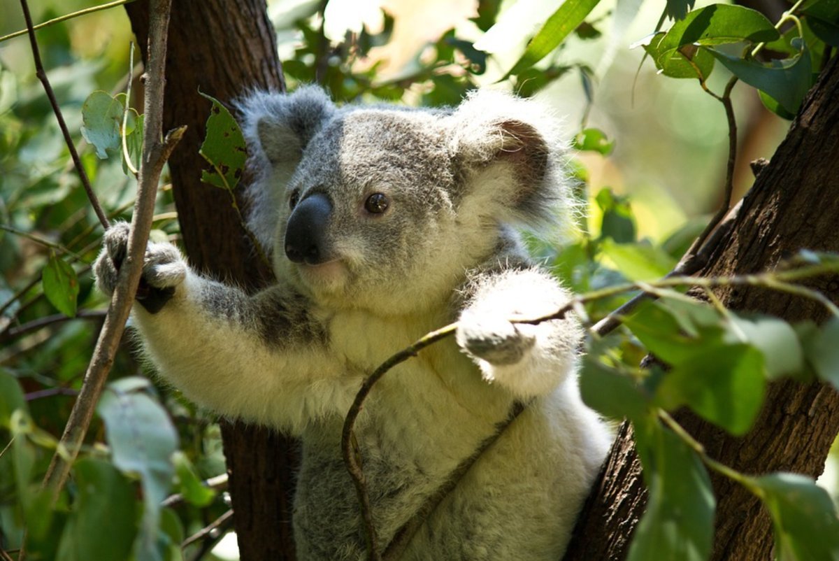 австралия фауна коала. австралия фауна коала. муссонные леса индии. животные австралии намбат. эвкалипт царственный тасмания.
