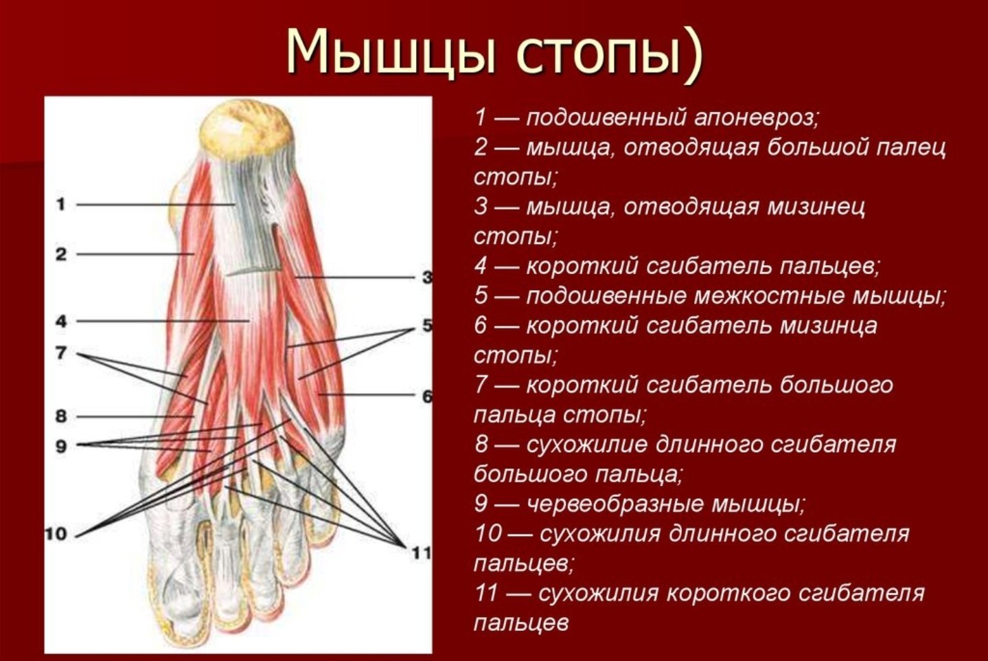 Мышцы стопы анатомия подошвенная