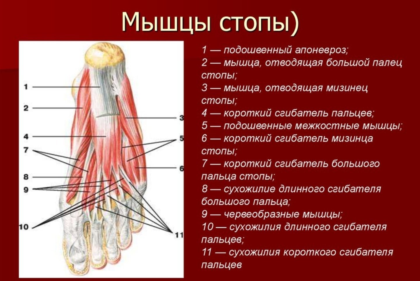 Сухожилия ноги человека в картинках