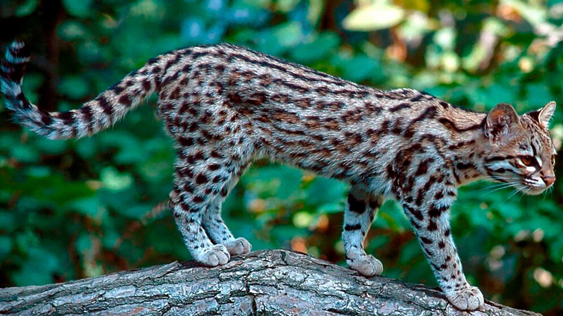 Leopardus tigrinus