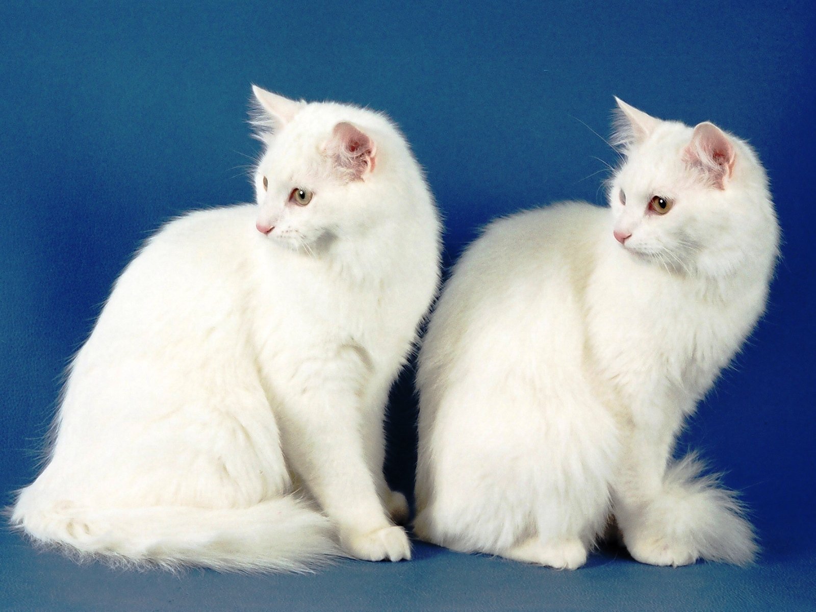Порода кошек ангора белая фото и описание