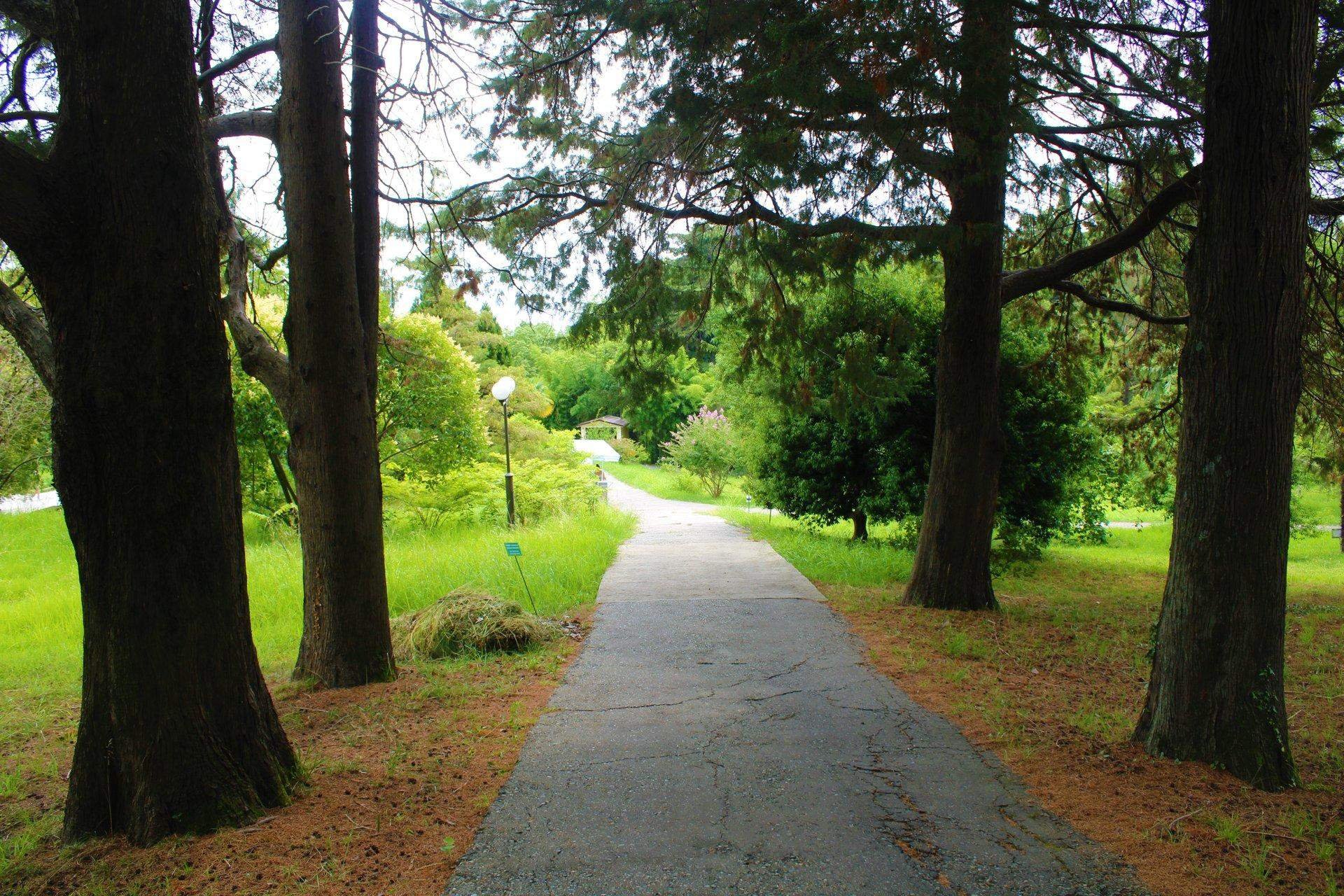 Морозовский дендрарий презентация