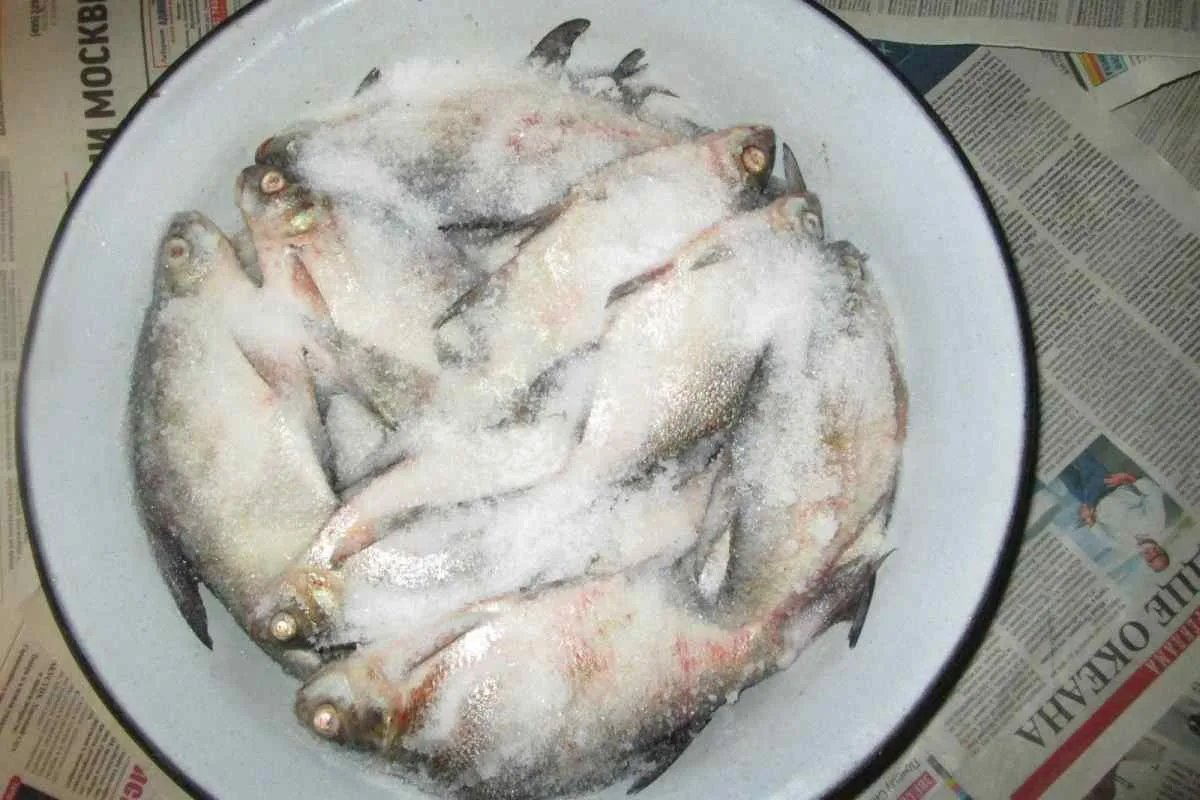 Плотва вяленая. Тарань солка. Тарань солка. Как солят сорожка. Сколько солить плотву.