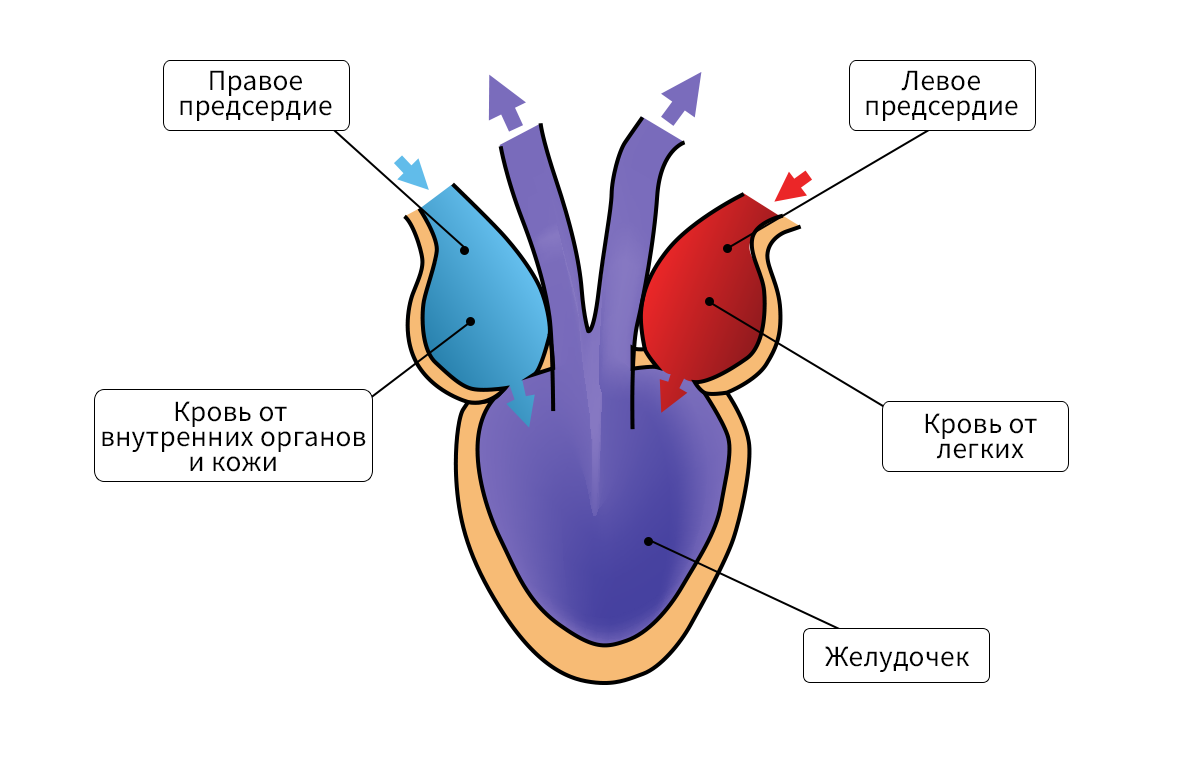 Сердце земноводных картинка егэ