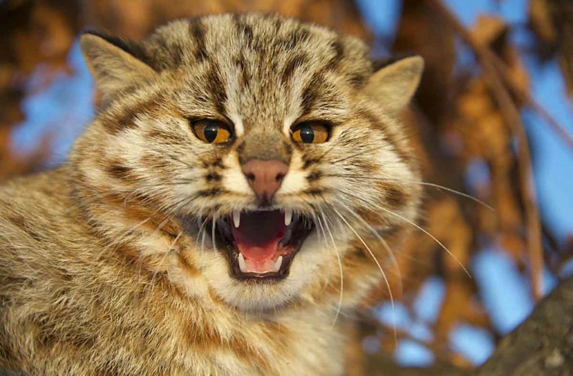 Кошка это зверь. Амурский Лесной кот. Дальневосточный камышовый кот. Амурский дикий Лесной кот. Уссурийский Лесной кот.