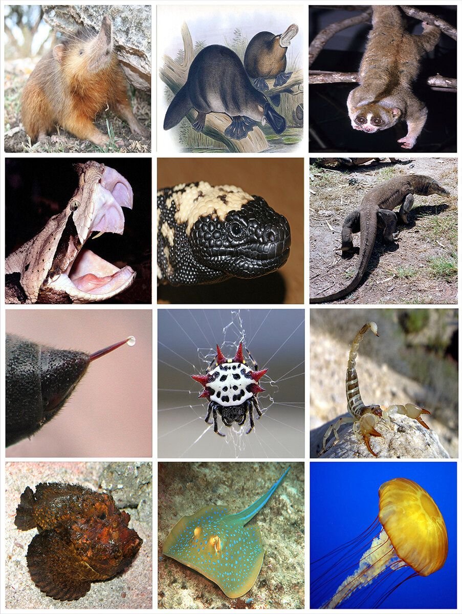 ядовитые животные фото и название